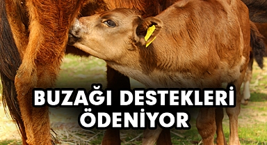 Buzağı destekleri ödeniyor: Karaman'da kimler destek alacak?