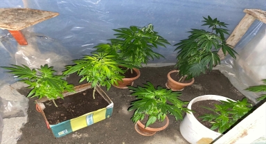 Çubuk'ta 84 kök Hint keneviri ele geçirildi