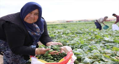 Çubuk'ta salatalık hasadı başladı