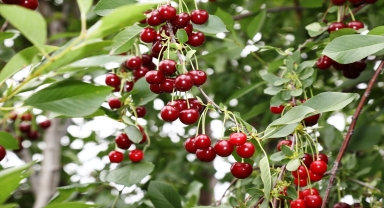 Çubuk'ta vişne hasadı başladı