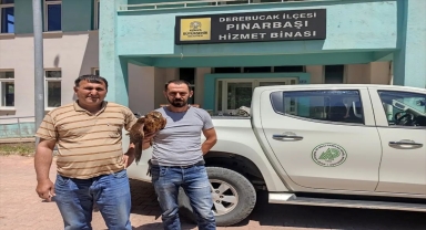 Derebucak'ta bulunan yaralı kızıl şahin tedavi ediliyor