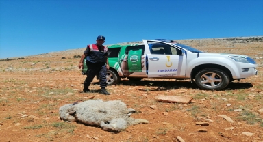 Elmalı'da hayvan leşini açık alana bırakan kişiye ceza