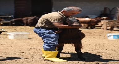 Emekli bürokrat, 35 yıl sonra döndüğü memleketi Kırıkkale'de Halep keçisi yetiştiriyor