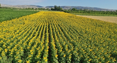 Kahramankazan'da ayçiçeğinin bal üretimini artırması bekleniyor