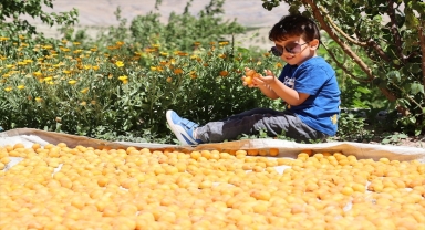 Kayısı üretiminde ilk 10'da yer alan Gürün'de hasat başladı