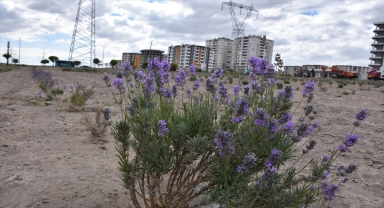 Kayseri'deki lavanta bahçesi meyvelerini verdi 