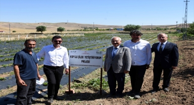 Kırıkkale'de çörek otu ekim alanı artırılacak