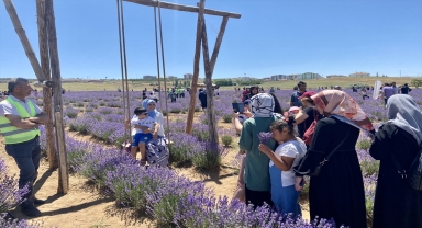 Kırşehir'de yetiştirilen lavantalar şölenle hasat edildi