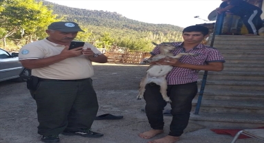 Konya'da sulama kanalına düşen yaban keçisi yavrusu kurtarıldı