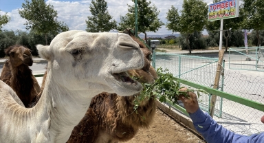 Konyalı besici çiftliğinde hobi amaçlı deve besliyor