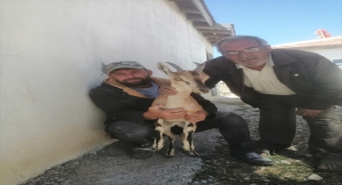 Köpeklerin kovaladığı geyik yavrusunu vatandaşlar kurtardı