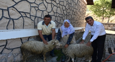 Koyunları kurt saldırısında telef olan kadını Nallıhan Belediyesi sevindirdi