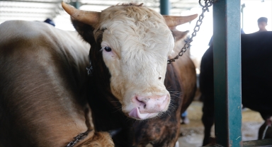 Kurban pazarlarında arife yoğunluğu 