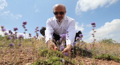 Literatüre giren endemik bitkiye Nevşehir'in adı verildi