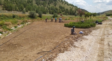 Mamak Belediyesi, Gökçeyurt Mahallesi'ndeki Ekolojik Vadi'yi yeni bitkilerle buluşturuyor