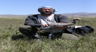 Nesli tehlike altındaki Anadolu dağ turnalarına uydu takibi