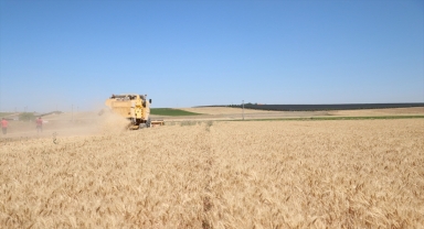 Niğde'de buğdayda yaklaşık yüzde 20 verim artışı bekleniyor