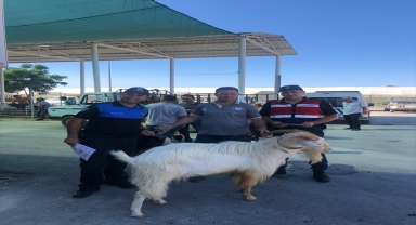 Serik'te hayvan pazarında sahte para uyarısı