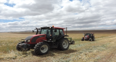 Sivas'ta fiğ hasadı devam ediyor