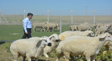 Tarım ve Orman Bakan Yardımcısı Yumaklı, Karapınar'da incelemelerde bulundu: