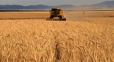 Tarladan 8 ton buğdayı hasat ederek çalan şüpheli yakalandı