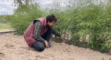 Üretim aşamasında kimsenin kendilerine inanmadığı ortaklar, kuşkonmaz ihracatına hazırlanıyor