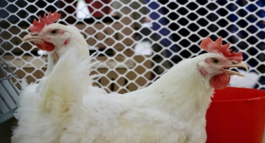 Yerli etlik damızlık tavuk 