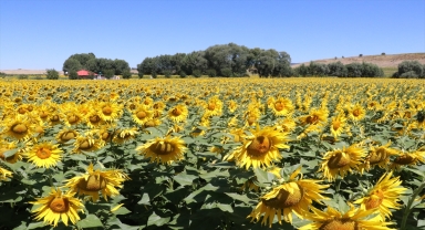 Yozgat'ta ayçiçeği ekim alanı 4,5 kat arttı