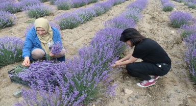 Yozgat'ta deneme ekimi yapılan lavanta hasat edildi