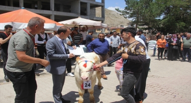 Zara'da buzağı yarışması düzenlendi