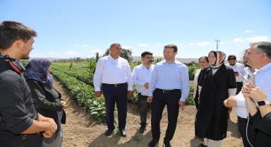 Akkuzulu domatesinde bu yıl 15 bin ton rekolte bekleniyor