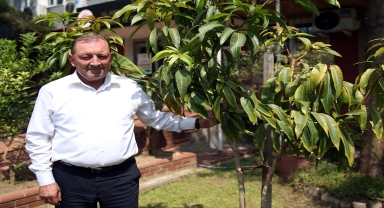 Alanya'da mango üretim alanı 2 yılda 2 kat arttı