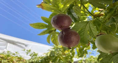 Alanya'da yetiştirilen tropikal meyve çarkıfelekte üretim alanı 50 dekarı geçti