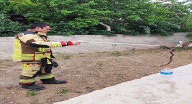 Ankara İtfaiyesinden bir ayda 903 hayvan kurtarma operasyonu