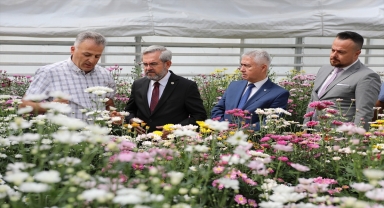 Ankara Üniversitesi Ziraat Fakültesinde yerli kasımpatı üretimine başlandı