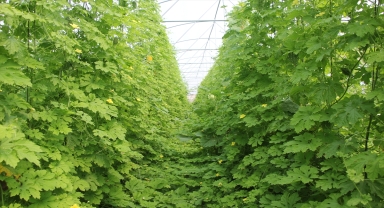 Ankaralı muhtar, 2 çekirdek tohumla başladığı kudret narı üretiminde sera kurdu 