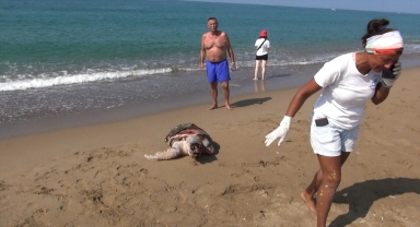 Antalya'da 2 deniz kaplumbağası kıyıya vurdu