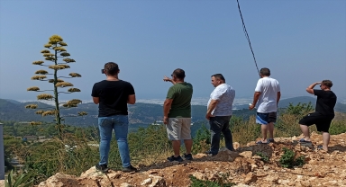 Antalya'da 30 yıl önce süs için dikilen Agave bitkisi çiçek açtı