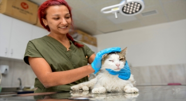 Antalya'da zehirlendiği iddia edilen sahipsiz kedi hayata tutundu