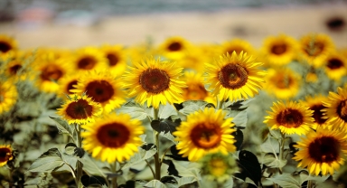 Antalya'nın Korkuteli ilçesinde ayçiçeği tarlaları sarıya boyandı