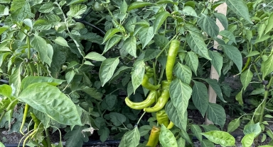 Aşevinin sebzeleri kaymakamlığın oluşturduğu bahçeden karşılanıyor