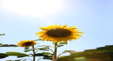 Ayçiçeği ekim alanı 22 kat artan Sivas'ta 45 bin ton rekolte bekleniyor