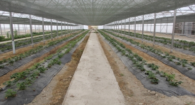 Beypazarı Belediyesinin örnek meyve bahçesinde yetiştirilen çilekler, öğrencilere dağıtıldı