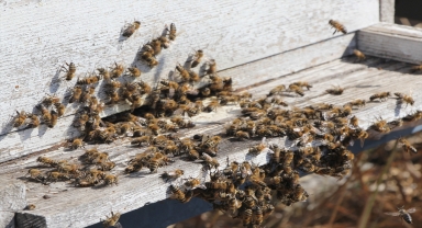 Beypazarı'nda bal hasadı başladı
