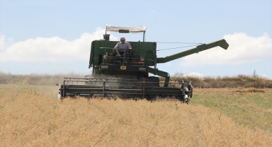 Beypazarı'nda nohut hasadı başladı 