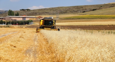 Çubuk'ta kırmızı mercimek hasadı başladı 