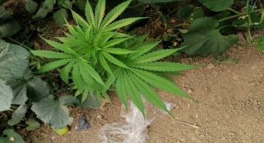 Elmalı'da salatalık serasına kenevir eken şüpheli yakalandı