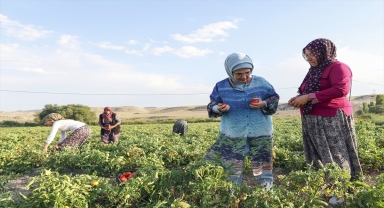 Emine Erdoğan, Ayaş'ta çiftçi kadınlarla tarladan domates topladı, kışlık menemen yaptı: