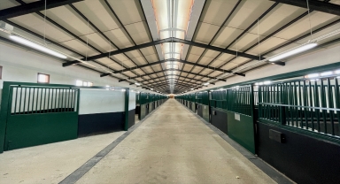 Geleceğin şampiyon adayı taylar 2023'te modern tavlada doğacak