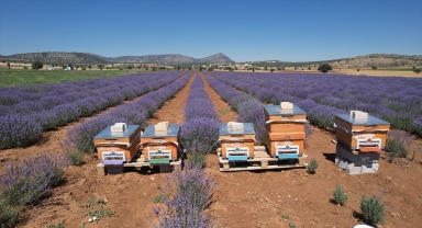 Güneysınır'da lavanta hasadı yapıldı